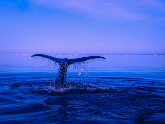 Observation de baleines dans les eaux calmes près de Tadoussac, une activité incontournable
