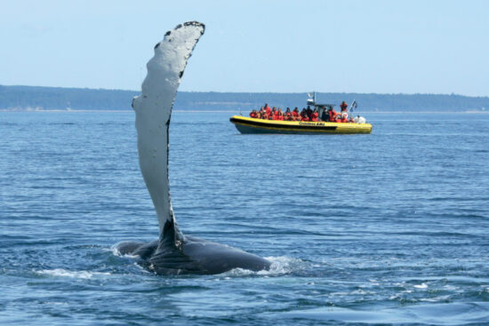 Observation des baleines depuis un bateau Croisières AML, avec vue sur un rorqual à Tadoussac. Séjournez à l’hôtel La Saguenéenne pour compléter cette aventure.