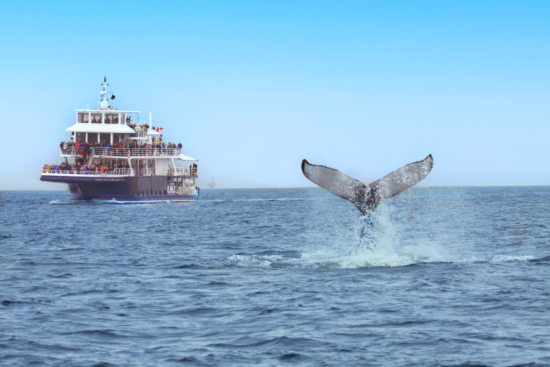Observation des baleines depuis un bateau Croisières AML, avec vue sur un rorqual à Tadoussac. Séjournez à l’hôtel La Saguenéenne pour compléter cette aventure.