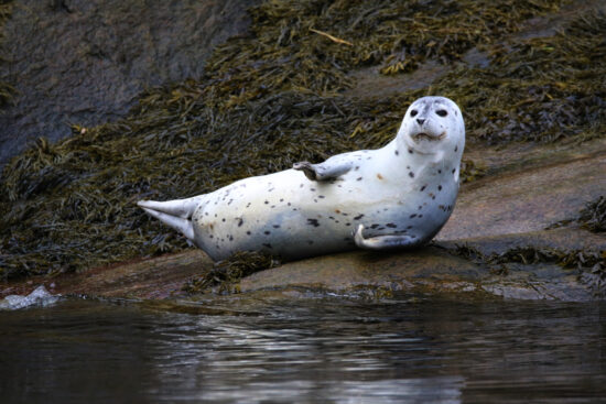 Phoque blanc sur un rocher à Tadoussac, près de l’hôtel La Saguenéenne. Profitez de l’observation des baleines et séjournez dans notre hôtel pour une expérience inoubliable.