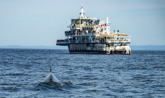 Observation des baleines depuis un bateau Croisières AML, avec vue sur un rorqual à Tadoussac. Séjournez à l’hôtel La Saguenéenne pour compléter cette aventure.