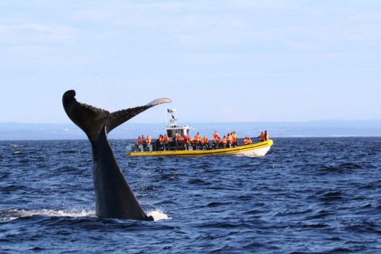 Excursion à Tadoussac depuis La Saguenéenne : Observation des baleines et exploration du fjord.