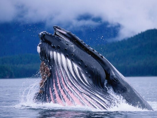 Observation des baleines depuis un bateau Croisières AML, avec vue sur un rorqual à Tadoussac. Séjournez à l’hôtel La Saguenéenne pour compléter cette aventure.