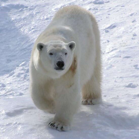 Un ours polaire dans son habitat naturel au Zoo sauvage de Saint-Félicien, une étape incontournable lors de votre séjour à La Saguenéenne.