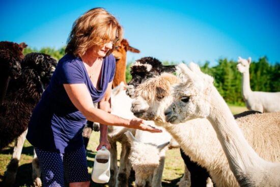Découvrez l’expérience unique d’Alpaga Bersi Saguenay : une ferme urbaine où douceur, nature et aventure se rencontrent. Profitez d’une interaction magique avec des alpagas huacayas et explorez un sentier enchanteur au cœur du Saguenay.