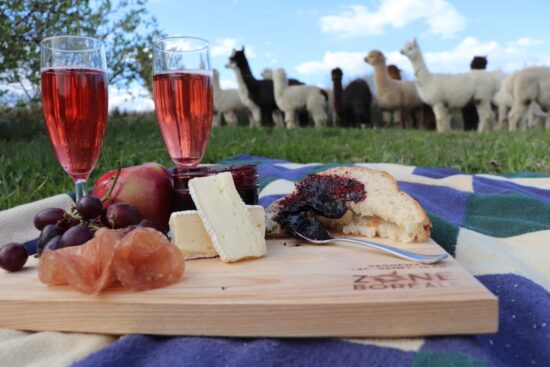 Découvrez l’expérience unique d’Alpaga Bersi Saguenay : une ferme urbaine où douceur, nature et aventure se rencontrent. Profitez d’une interaction magique avec des alpagas huacayas et explorez un sentier enchanteur au cœur du Saguenay.